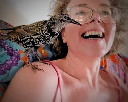 It's a chilly morning and manatees have found some warm water at Three  Sisters Springs in Crystal River. Three Sisters Springs