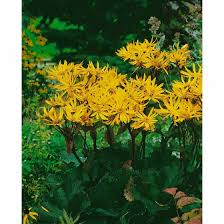 Ligularia (leopard plant) is a genus of robust old world herbaceous perennial plants in the groundsel tribe within the sunflower family.3 they have yellow or orange composite flower heads with brown or. Ligularia Dentata Othello Pflanzen Fur Dich De 6 80