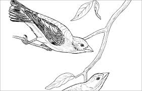 You can print or color them online at getdrawings.com for absolutely free. Printable Bluebird Coloring Page Coloringbay