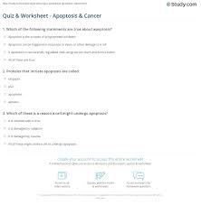 Lifescitrc org cells alive meiosis phase worksheet. Quiz Worksheet Apoptosis Cancer Study Com