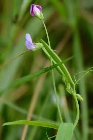 Image result for Lathyrus hirsutus