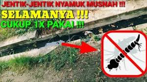 Cara budidaya jentik nyamuk untuk pakan ikan cupang halo kawan kawan kali ini sayang ingin memberi tahu cara budidaya. Ubat Pembunuh Jentik Jentik Xkebaya Cute766