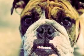Welcome to english bulldog news! The Eyes Have It 9 Common Bulldog Eye Problems
