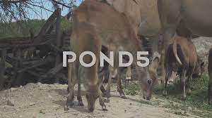Herbivorous Animals In A Zoo Eating Stock Footage Zoo Animals Herbivorous Footage Herbivorous Animals Animals Zoo