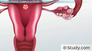 Ovulation Means In Gujarati Ovulation Signs