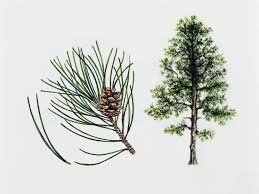 Image result for Pinaceae