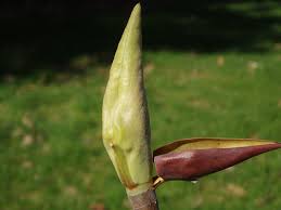 Kentucky is at the heart of the range of this spectacular small tree which can reach heights of 40'. Magnolia Tripetala Umbrella Tree Npin