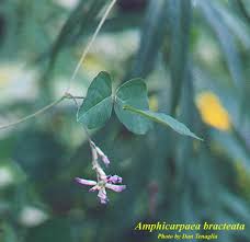 Image result for Amphicarpaea