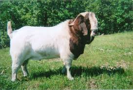 Boer Goats For Sale In Florida From Ccfdesign Boer Goats Raising Farm Animals Goats
