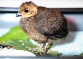 Press the button above to see questions that will help you determine the species of the baby. Baby Bird Identification Wild Baby Birds What To Do If I Find A Baby Bird Blog Rspca Queensland
