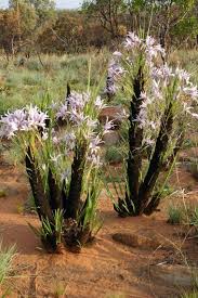 Image result for Xerophyta kirkii