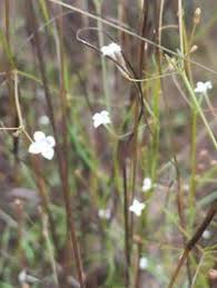Image result for Oldenlandia herbacea