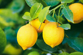 Forcing a lemon tree to flower. Lemon Definition Nutrition Uses Facts Britannica