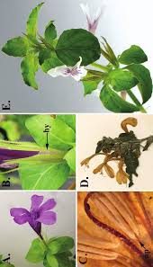 Image result for Dyschoriste radicans