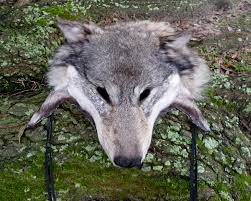 pin on real wolf headdress or mask