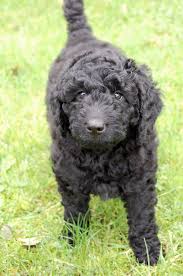We often have english goldendoodle puppies for sale and f1b goldendoodle puppies for sale. F1b Labradoodle Puppies For Sale California The Y Guide