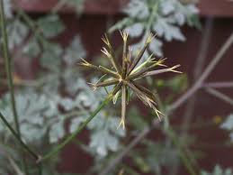 Image result for Bidens bipinnata