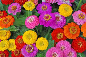 The benary's giants have large, double blossoms, 4 to 6 inches across, available in a rainbow of. Zinnia Flowers How To Grow And Care For Zinnia Plants Garden Design
