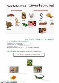 Learn vocabulary, terms and more with flashcards, games and other study tools. Vertebrates And Invertebrates Worksheets And Online Exercises