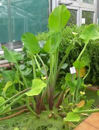 Image result for Limnocharitaceae