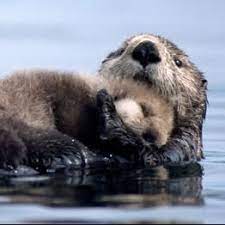 Baby Sea Otter Sleeps On Mom Baby Sea Otters Sea Otter Otters Cute