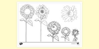 Print and color summer pdf coloring books from primarygames. Sunflower Colouring Page Colouring Sheets