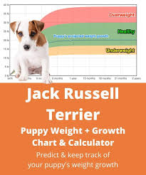 Jack russell terriers are a robust and generally healthy breed. Jack Russell Terrier Weight Growth Chart 2021 How Heavy Will My Jack Russell Terrier Weigh The Goody Pet