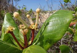 Image result for Guettarda