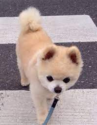 animals おしゃれまとめの人気アイデア pinterest iven yu 可愛い犬 可愛いワンちゃん 可愛い 動物