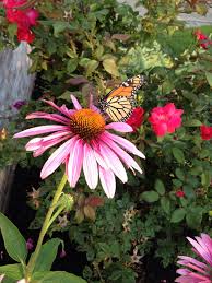 Taken With An Iphone My Margate Garden Beautiful Butterfly Beautiful Butterflies Plants Margate