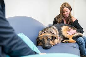 These playful, lovable german shepherd puppies grow into a powerful, intelligent, & protective dog breed. Cornell Veterinarians Perform Rare Procedure To Cure Puppy S Cardiac Condition Cornell University College Of Veterinary Medicine