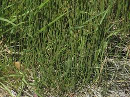 Image result for Equisetum ramosissimum