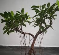 My ficus bonsai 5years old ..grown from very small ...