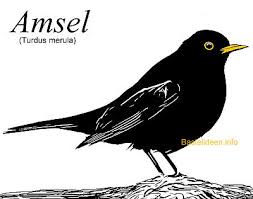 Die malvorlagen eignen sich für kinder vom kindergarten bis zur grundschule. Malvorlage Amsel Kostenlos Coloring And Malvorlagan