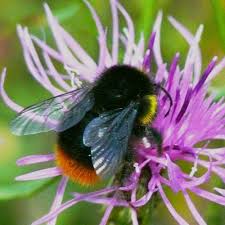 Image result for Bombus soroeensis