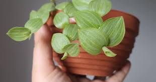 Image result for Aneilema zebrinum