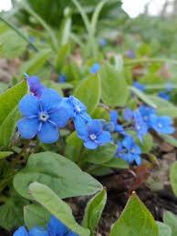 Image result for Omphalodes verna