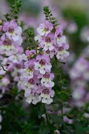 Image result for Angelonia