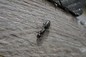 These structures incorporate fluid concentrates the initial phase in controlling carpenter ants is a review. Home Remedies For Getting Rid Of Carpenter Ants