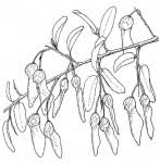 Image result for Securidaca longepedunculata