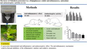 Image result for Flabellaria paniculata