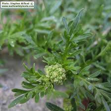 Image result for Coronopus didymus