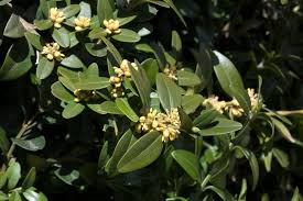 Image result for Buxaceae