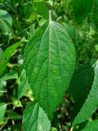 Image result for Acalypha paucifolia