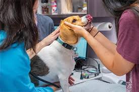 When your pet has an emergency, remember to stay calm so you can help us care for your pet. How Do I Find Vets Near Me Harmony Animal Hospital