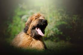 On the other end of the spectrum, it is also the perfect alternative when dealing with oilier hair or growing roots. Understanding Your Beautiful Briard Dog K9 Web