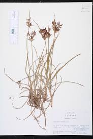 Image result for Cyperus sp. no. 1