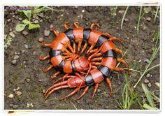 Black And Yellow Millipede India Indian Giant Tiger Centipede C Rajas Deshpande Navi Mumbai Maharashtra India Scolopendra Hardwickei Cool Insects Centipede Bugs And Insects