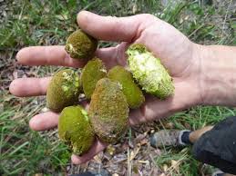 Image result for Magnistipula