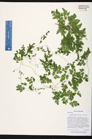 Image result for Schizaeaceae